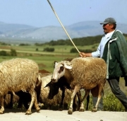 Συνάντηση με τον υπουργό Αθ. Τσαυτάρη ζητούν οι κτηνοτρόφοι της Λάρισας