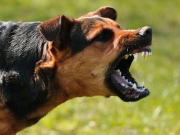 Σοκ από επίθεση σκύλου σε δύο νεαρές Λαρισαίες