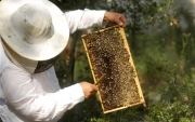 Ημερίδα: «Μέλισσα και μέλι» στο Αμφιθέατρο Σαράτση