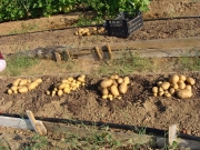 Έρευνα για ανθεκτικές ποικιλίες πατάτας