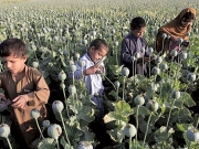 Ρεκόρ στην παραγωγή οπίου στο Αφγανιστάν