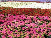Γιορτή Λουλουδιών στην Ραψάνη