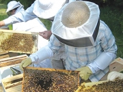 Ενισχύσεις 12 εκατ. ευρώ σε μελισσοκόμους