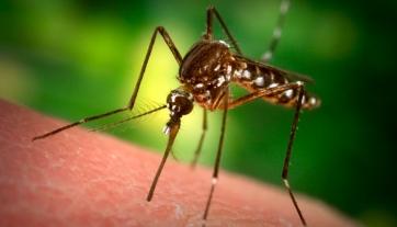 Ανακγαία τα προληπτικά μέτρα για προστασία από κουνούπια