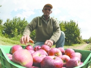 Η εξέλιξη των καλλιεργειών σε μήλο, καρύδι, αχλάδι, βιομηχανική ντομάτα