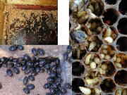 Ενημέρωση μελισσοκόμων στην Ελασσόνα