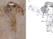 115 εκατ. ετών το αρχαιότερο απολίθωμα μανιταριού!