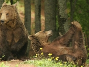 Περίπατο στην Καστοριά έκαναν δύο αρκουδάκια