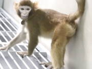Ερευνητές  κλωνοποίησαν  πίθηκο