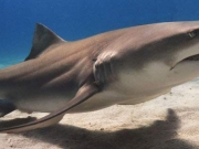 Γλίτωσε με τραύματα από επίθεση καρχαρία