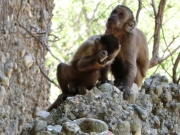 Μαϊμούδες σπάνε πέτρες για να φτιάξουν αιχμηρά εργαλεία