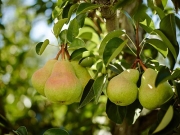 Καλλιεργητικές συμβουλές για ντομάτα  θερμοκηπίου, πυρηνόκαρπα, μηλιές, αχλαδιές
