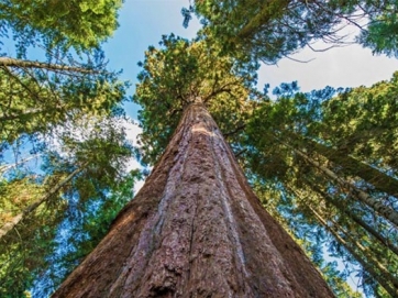 Απαγορεύεται η αναρρίχηση στο ψηλότερο δέντρο του κόσμου