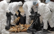 Πρόγραμμα επιτήρησης της γρίπης των πτηνών για το 2014