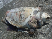 Νεκρή χελώνα στον Αγιόκαμπο