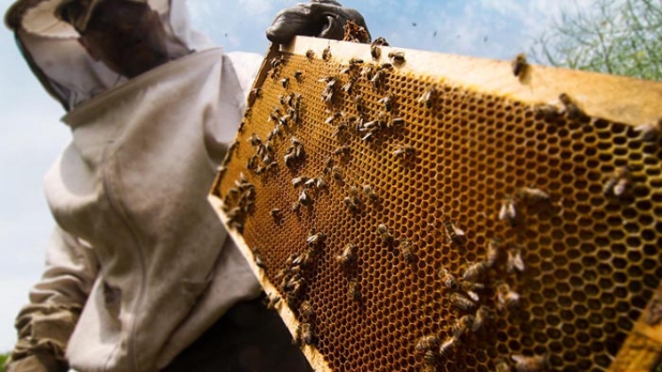 Ενίσχυση  200.000 ευρώ  στη Μελισσοκομία