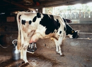 Κατανομή ποσόστωσης αγελαδινού γάλακτος έτους 2013-2014