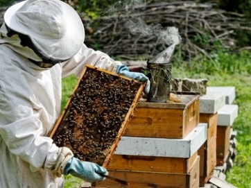 Αιτήσεις μελισσοκόμων για κυψέλες διαχείμασης