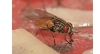 Θηλυκές μύγες γέννησαν χωρίς επαφή με αρσενική