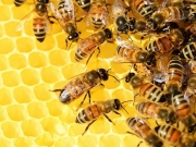 Ανοιχτή συζήτηση για τη μελισσοκομία