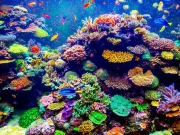 Tα πρώτα γενετικά τροποποιημένα κοράλλια