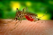 Εμφανιστηκαν κουνούπια με τον ιό του Νείλου
