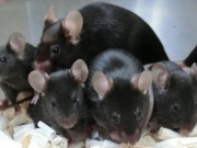 Γεννήθηκαν τα πρώτα  «διαστημικά» ποντίκια