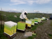 Συνεχίζεται η υποβολή αιτήσεων για τα μελισσοκομικά προγράμματα