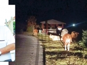 Οι αγελάδες βγαίνουν «βόλτα» στη Σκαμνιά Ελασσόνας