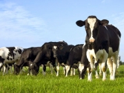 Κέλλας: Κυβερνητική κωλυσιεργία για την αντιμετώπιση της οζώδους δερματίτιδας των βοοειδών