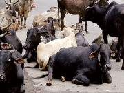 Αγελάδες στις φυλακές της Ινδίας