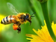 «Επιβεβαιώνονται» οι φόβοι για ευρέως χρησιμοποιούμενα   εντομοκτόνα
