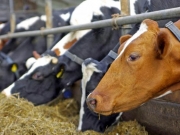 Εφιστούν την προσοχή των κτηνοτρόφων της Μαγνησίας