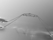 Το πρώτο ρομπότ έντομο που κάνει άλματα στο νερό