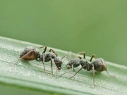 Μυρμήγκια  οσμίζονται τον καρκίνο