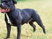 Σκυλί σκότωσε βρέφος στη Βρετανία