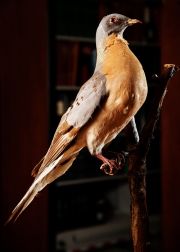 Δύο εξαφανισμένα είδη πουλιών απέκτησε το Μουσείο Φυσικής Ιστορίας Μετεώρων
