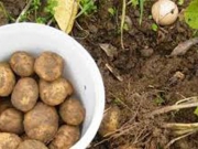 Περουβιανοί καλλιέργησαν &quot;αρειανές&quot; πατάτες