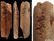 ΚΙΝΑ: Ανακάλυψαν  οστέινα εργαλεία, 115.000 χρόνων!