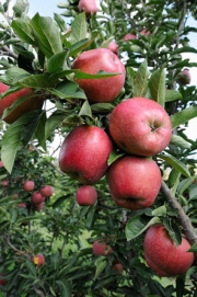 Ξεκινούν σήμερα το Αγιώτικο Πανηγύρι και η 16η Γιορτή Μήλου