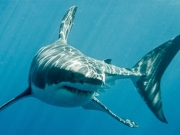 Μεγάλος λευκός καρχαρίας στη Μαγιόρκα