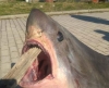 Επιασαν καρχαρία αλεπού στη Νέα Αγχίαλο