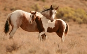 Αθώοι 24 κατηγορούμενοι για υπόθεση με επιδοτήσεις για ανύπαρκτα άλογα