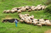 Π. Μουτσινάς: «Απαράδεκτη καθυστέρηση στις καταβολές, για στήριξη της βιολογικής γεωργίας και κτηνοτροφίας»