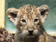 Μωρό λιοντάρι βρέθηκε σε διαμέρισμα στο Παρίσι