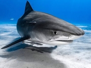 Λευκός καρχαρίας αποκεφάλισε δύτη