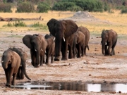 Ο χρόνος τελειώνει για τον αφρικανικό ελέφαντα