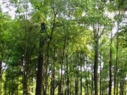 Τα δάση κωνοφόρων επιδεινώνουν την κλιματική αλλαγή