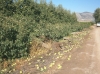 Μια εβδομάδα τώρα πεσμένα τα αχλάδια από την ανεμοθύελλα και το χαλάζι στο Αργυροπούλι, αλλά οι γεωπόνοι του ΕΛΓΑ αδυνατούν να πάνε να τα δουν