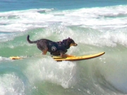 Διαγωνισμός surfing για σκύλους